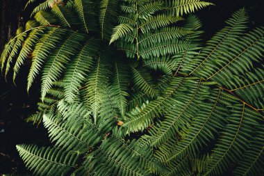 Dark green fern foliage,Close-Up Of Fern Leaves