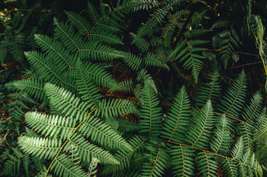 Dark green fern foliage,Close-Up Of Fern Leaves