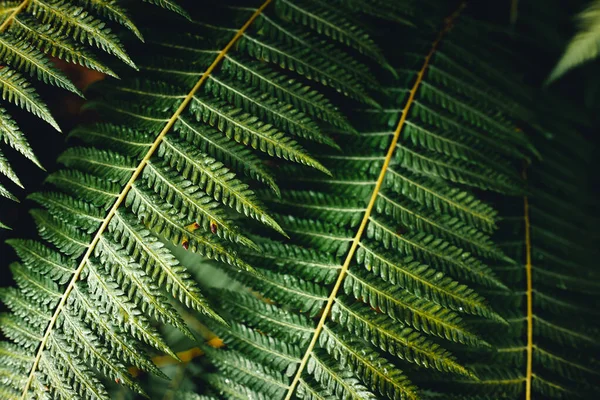 Dark green fern foliage,Close-Up Of Fern Leaves
