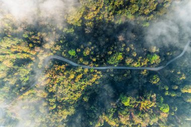 Forest and fog in the morning, high angle view,in the countryside