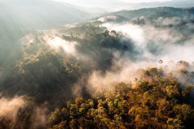Forest and fog in the morning, high angle view,in the countryside