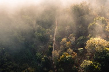 Forest and fog in the morning, high angle view,in the countryside