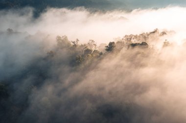 Forest and fog in the morning, high angle view,in the countryside