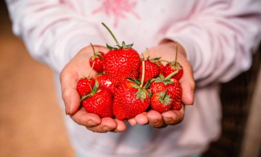 Close up of strawberrys  Full Frame Shot Of Strawberries