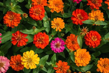 Bahçedeki renkli çiçekler, çiçek arkaplanı.