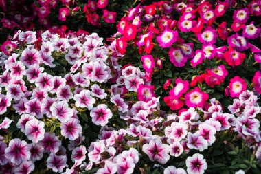 Bahar bahçesinde kırmızı ve pembe çiçekler