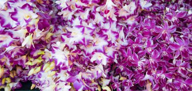 Çiçek pazarında birçok çeşit çiçek vardır.