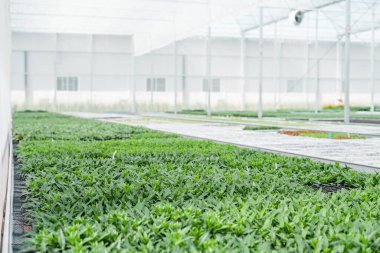 Çiçek fidanı, seradaki çiçek fidanları.