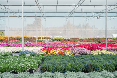 Serada bahar çiçekleri, çiçek pazarı