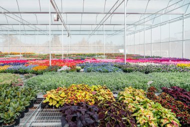 Serada bahar çiçekleri, çiçek pazarı