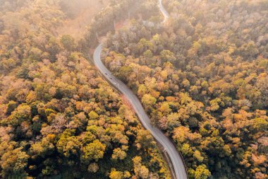 Overhead view of a road in a forest in autumn