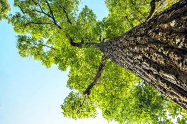 View looking up into lush green branches of large tree