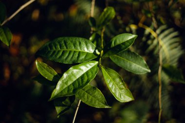 Freshness tea leaves in nature, Fresh tea leaves