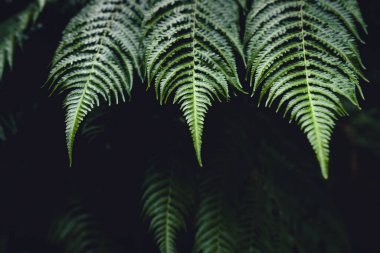 The dark green fern leaves on the nature background