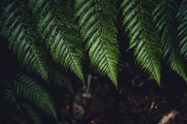 The dark green fern leaves on the nature background