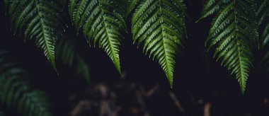 The dark green fern leaves on the nature background