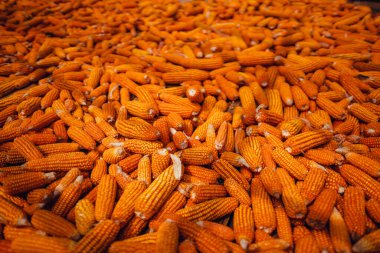 Kurutucu bitkide mısır.