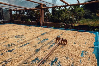 Kahve çekirdekleri işlemden önce kurudu.