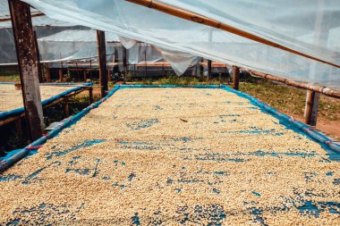 Kahve çekirdekleri işlemden önce kurudu.