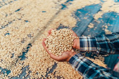 Kahve çekirdekleri kurutma tesisinde ve çiftçiler, kahve ellerinde.