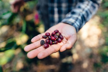Çiftçilerin elinde çiğ kahve