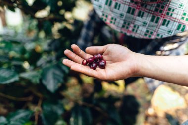 Çiftçilerin elinde çiğ kahve