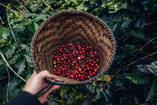 Collecting Raw Coffee Tree Basket — Stock Photo, Image
