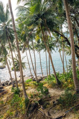 Hindistan cevizi ve adanın deniz kenarındaki palmiye ağaçları