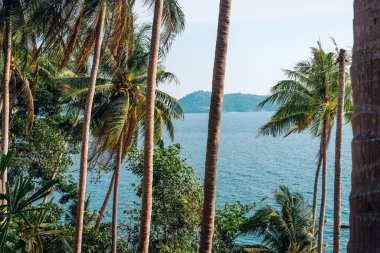 Hindistan cevizi ve adanın deniz kenarındaki palmiye ağaçları