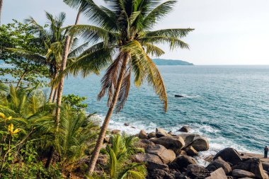 Hindistan cevizi ve adanın deniz kenarındaki palmiye ağaçları