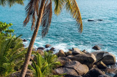 Hindistan cevizi ve adanın deniz kenarındaki palmiye ağaçları