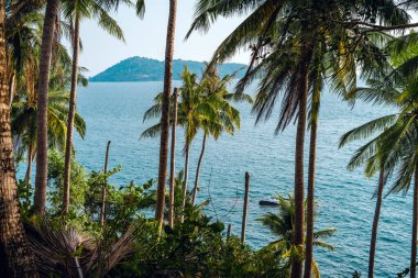 Hindistan cevizi ve adanın deniz kenarındaki palmiye ağaçları