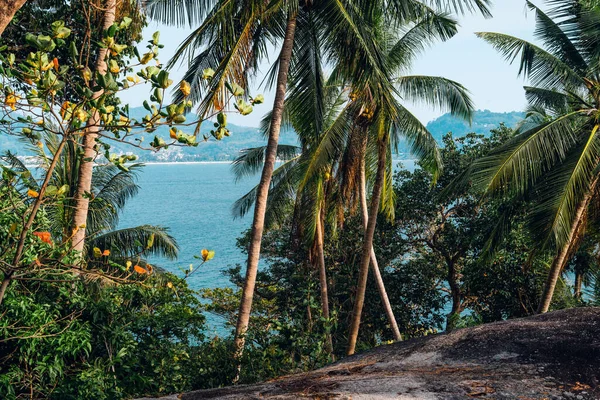 Kokosnoot Palmbomen Aan Zee Het Eiland — Stockfoto