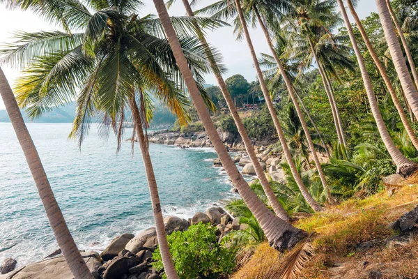 Stock image coconut and palm trees by the sea on the island