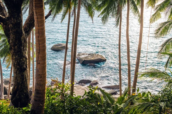 Hindistan Cevizi Adanın Deniz Kenarındaki Palmiye Ağaçları Telifsiz Stok Imajlar
