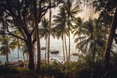Hindistan cevizi ve adanın deniz kenarındaki palmiye ağaçları