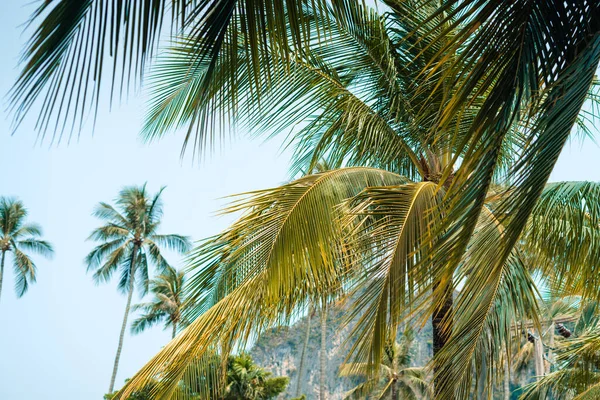 Kokosové Palmy Moře Ostrově Léto — Stock fotografie