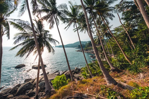 stock image coconut and palm trees by the sea on the island,summer