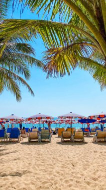 Ada sahilinde hindistan cevizi ağaçları ve yaz tatili, ada gezisi.