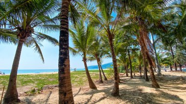 Ada sahilinde hindistan cevizi ağaçları ve yaz tatili, ada gezisi.