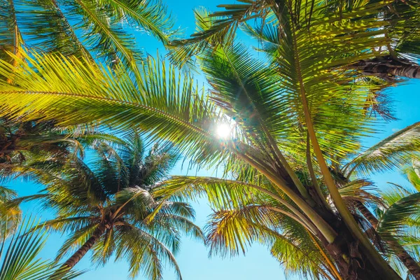 Coconut Träd Stranden Och Sommarsemester Island Resa — Stockfoto