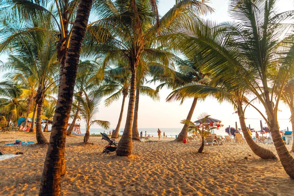島のビーチや夏休みのココナッツの木 — ストック写真