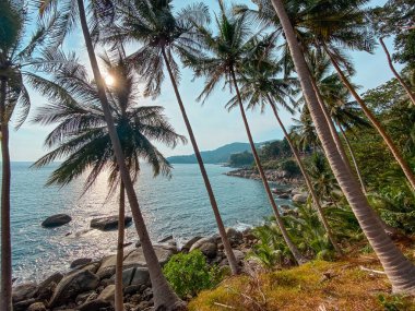 Yaz akşamları adada hindistan cevizi ağacı