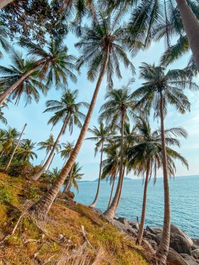 Yaz akşamları adada hindistan cevizi ağacı