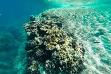 Denizde yüzmek mercan resiflerini izlemek.