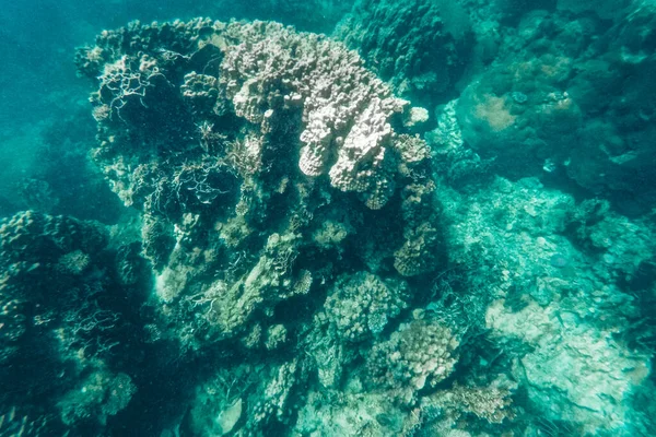 Natação Mar Observando Recifes Coral — Fotografia de Stock