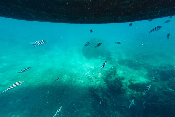 Nadando Mar Observando Los Arrecifes Coral — Foto de Stock