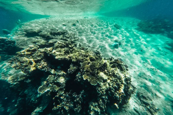 在海里游泳看珊瑚礁 — 图库照片