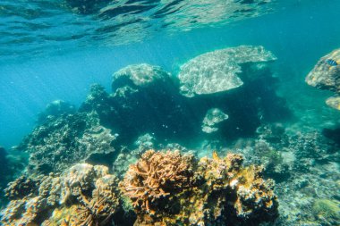 Denizde yüzmek mercan resiflerini izlemek.