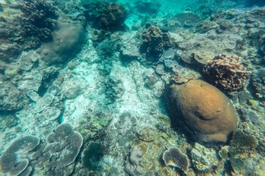 Denizde yüzmek mercan resiflerini izlemek.